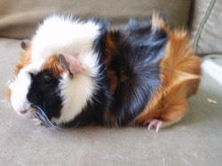 My Abyssinian Guinea Pigs - Lucy's Cavies